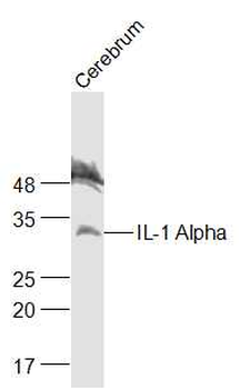 IL-1 Alpha Rabbit Polyclonal Antibody