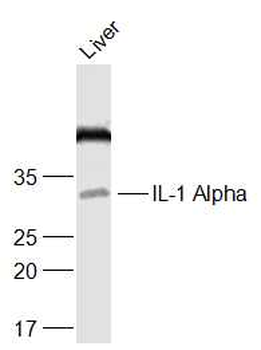 IL-1 Alpha Rabbit Polyclonal Antibody