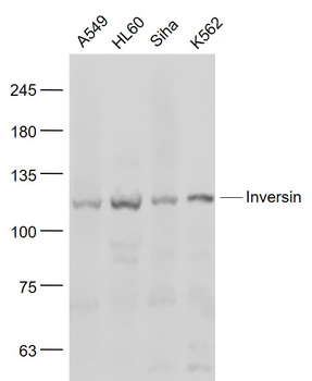 Inversin Rabbit Polyclonal Antibody