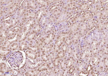 MYST1/KAT8 Rabbit Polyclonal Antibody