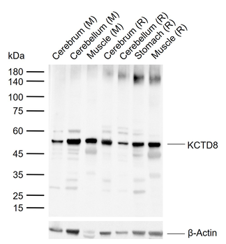 KCTD8 Rabbit Polyclonal Antibody