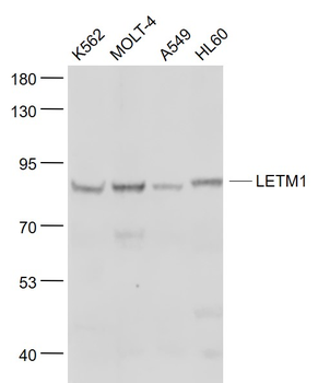 LETM1 Rabbit Polyclonal Antibody