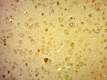 C10orf27 Rabbit Polyclonal Antibody