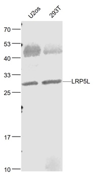 LRP5L antibody