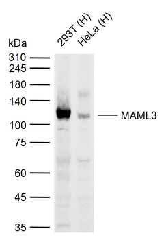 MAML3 Rabbit Polyclonal Antibody