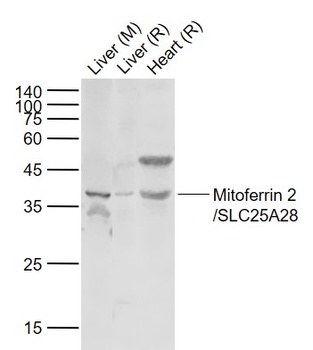 Mitoferrin 2 antibody