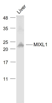 MIXL1 Rabbit Polyclonal Antibody