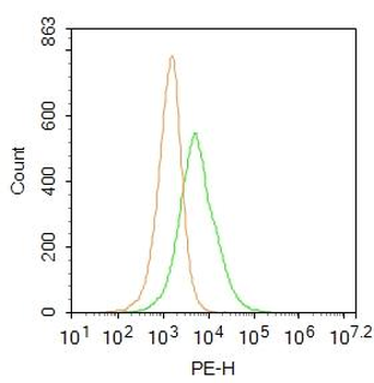 Monoamine oxidase A+B Rabbit Polyclonal Antibody