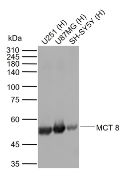 MCT 8 Rabbit Polyclonal Antibody