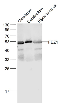 FEZ1 Rabbit Polyclonal Antibody