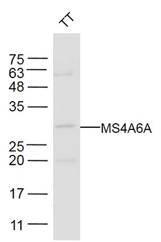MS4A6A Rabbit Polyclonal Antibody