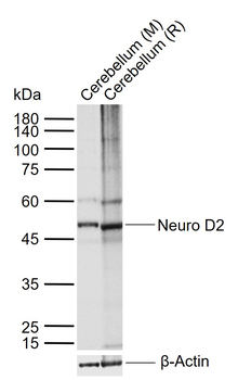 Neuro D2 Rabbit Polyclonal Antibody