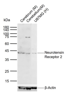 Neurotensin Receptor 2 antibody