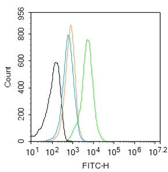 NFIB Rabbit Polyclonal Antibody