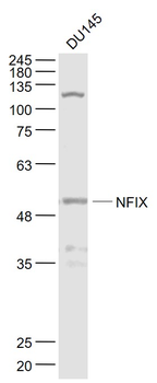 NFIX Rabbit Polyclonal Antibody