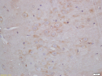 Neurogranin Rabbit Polyclonal Antibody