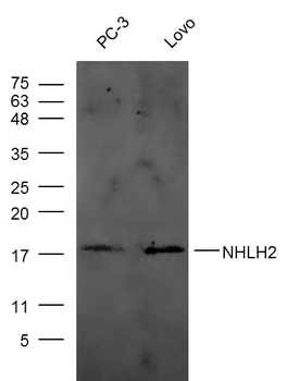 NHLH2 Rabbit Polyclonal Antibody