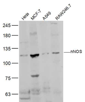 NNOS Rabbit Polyclonal Antibody