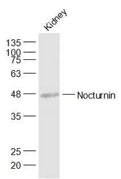 Nocturnin antibody