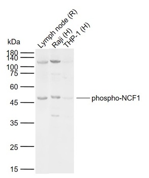 p47 phox(Phospho-Ser359) antibody