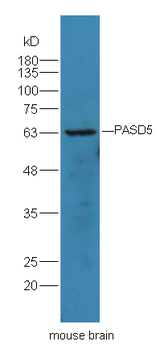 PASD5 Rabbit Polyclonal Antibody