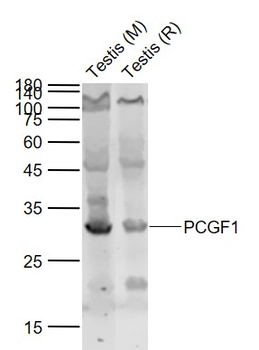 PCGF1 Rabbit Polyclonal Antibody