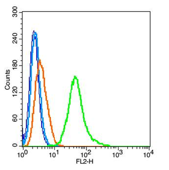 PDE7A Rabbit Polyclonal Antibody