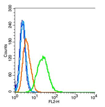 PDE7B Rabbit Polyclonal Antibody