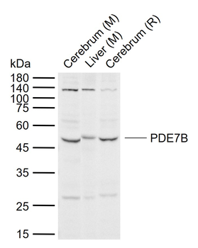 PDE7B Rabbit Polyclonal Antibody
