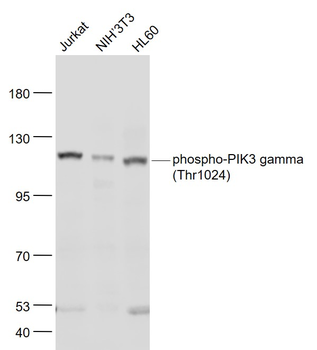 Phospho-PIK3 gamma (Thr1024) Rabbit Polyclonal Antibody