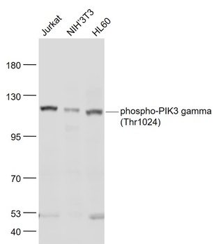 PIK3 gamma (Phospho-Thr1024) antibody