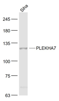 PLEKHA7 Rabbit Polyclonal Antibody