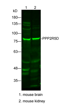 PPP2R5D Rabbit Polyclonal Antibody