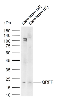 QRFP Rabbit Polyclonal Antibody