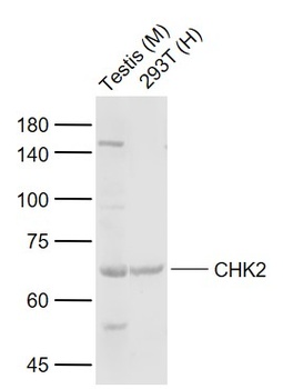 Rad53 antibody