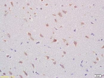 Relaxin 3 Rabbit Polyclonal Antibody