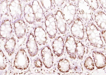 RGS14 Rabbit Polyclonal Antibody