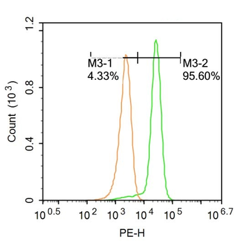 RTP3 Rabbit Polyclonal Antibody