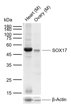 SOX17 Rabbit Polyclonal Antibody