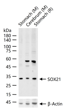 SOX21 Rabbit Polyclonal Antibody