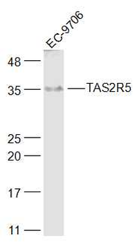 TAS2R5 Rabbit Polyclonal Antibody
