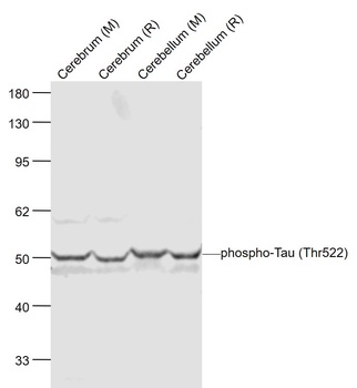 Tau protein(Phospho-Thr522) antibody
