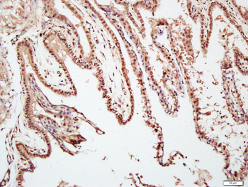 TAZ Rabbit Polyclonal Antibody
