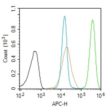 TBR2 Rabbit Polyclonal Antibody