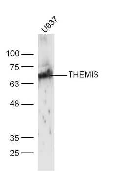 THEMIS Rabbit Polyclonal Antibody