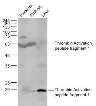 Thrombin Activation peptide fragment 1 antibody