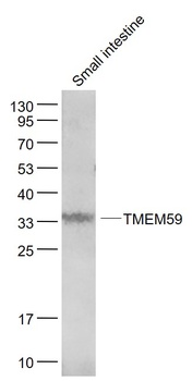 TMEM59 antibody
