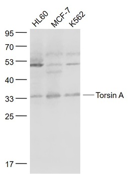 Torsin A Rabbit Polyclonal Antibody