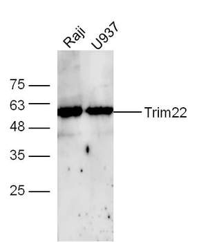 Trim22 Rabbit Polyclonal Antibody