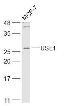 USE1 Rabbit Polyclonal Antibody
